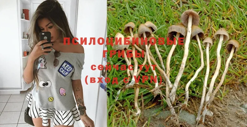 Галлюциногенные грибы мицелий  купить закладку  Аксай 